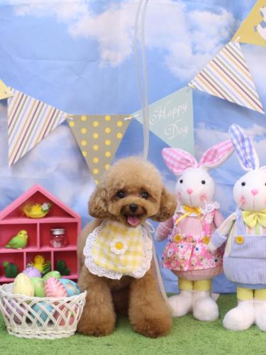 20240312ラブちゃん